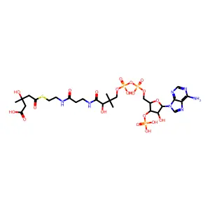 HMG-CoA structure