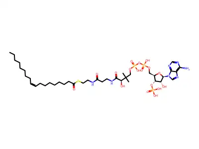 Oleoyl coenzyme A structure