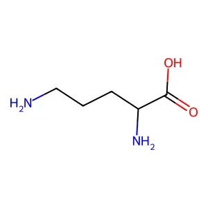 D-ornithine structure