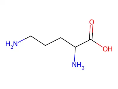 ornithine structure