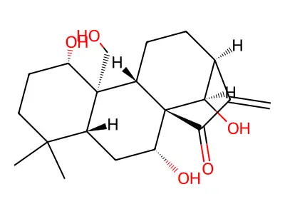 kamebakaurin structure