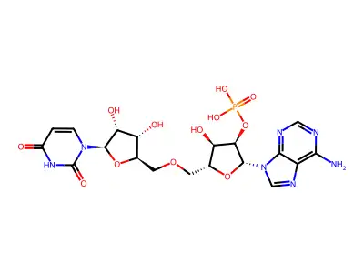 Uridylyl-(2'-5')-adenosine structure