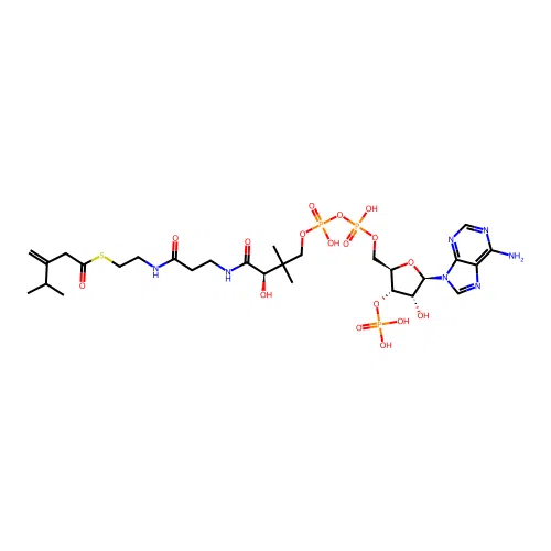 3-Isopropylbut-3-enoyl-CoA structure