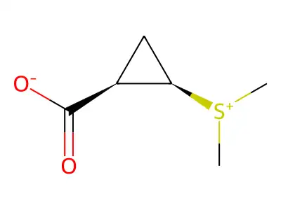 Gonyauline structure