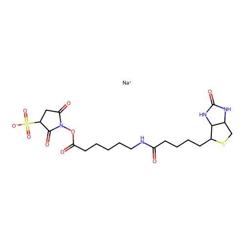 Sulfo-N-succinimidyl 6-(biotinamido) hexanoate, sodium salt structure