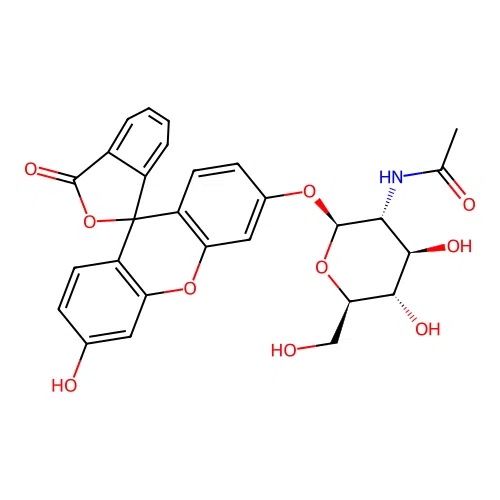Fluorescein mono-beta-D-N-acetylglucosamine structure