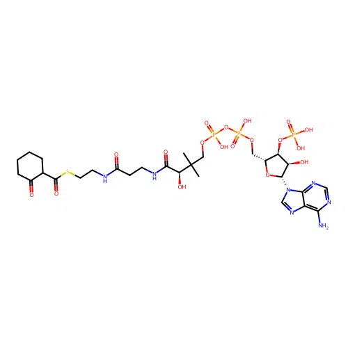2-Oxocyclohexane-1-carbonyl-CoA structure