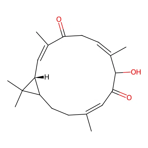 Koumbalone A structure