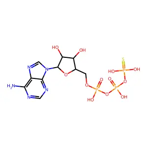 ATP,Gamma S structure