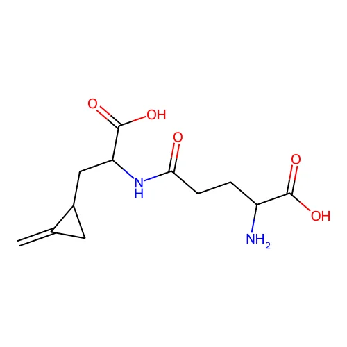 Hypoglycinb structure