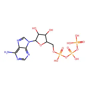5'-Atp structure
