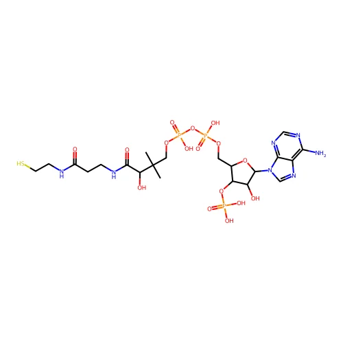 coenzyme A structure